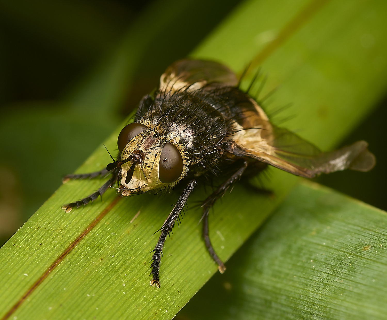 MartysMarshTachinid040824-1-NEF-