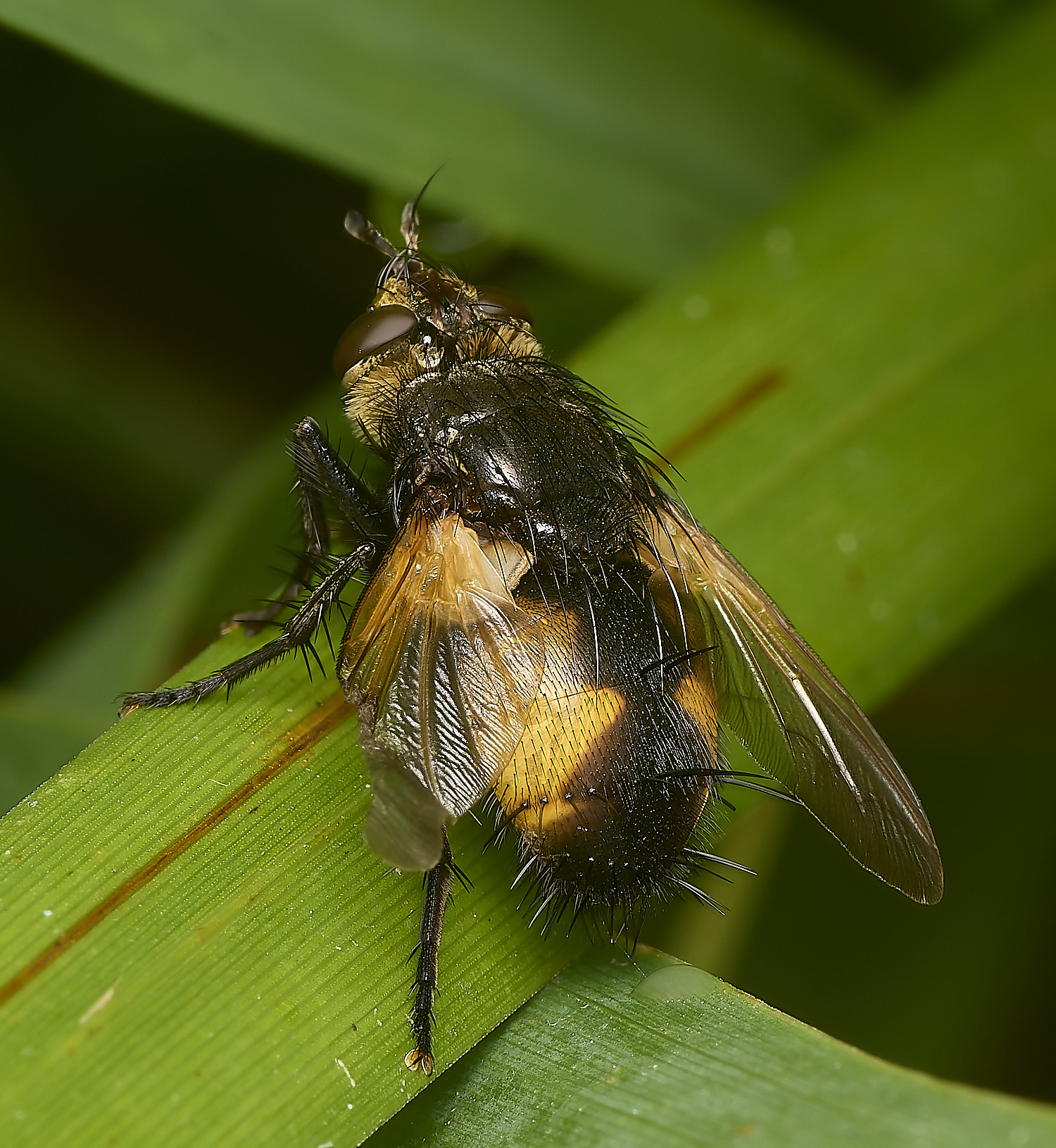 MartysMarshTachinid040824-2-NEF-