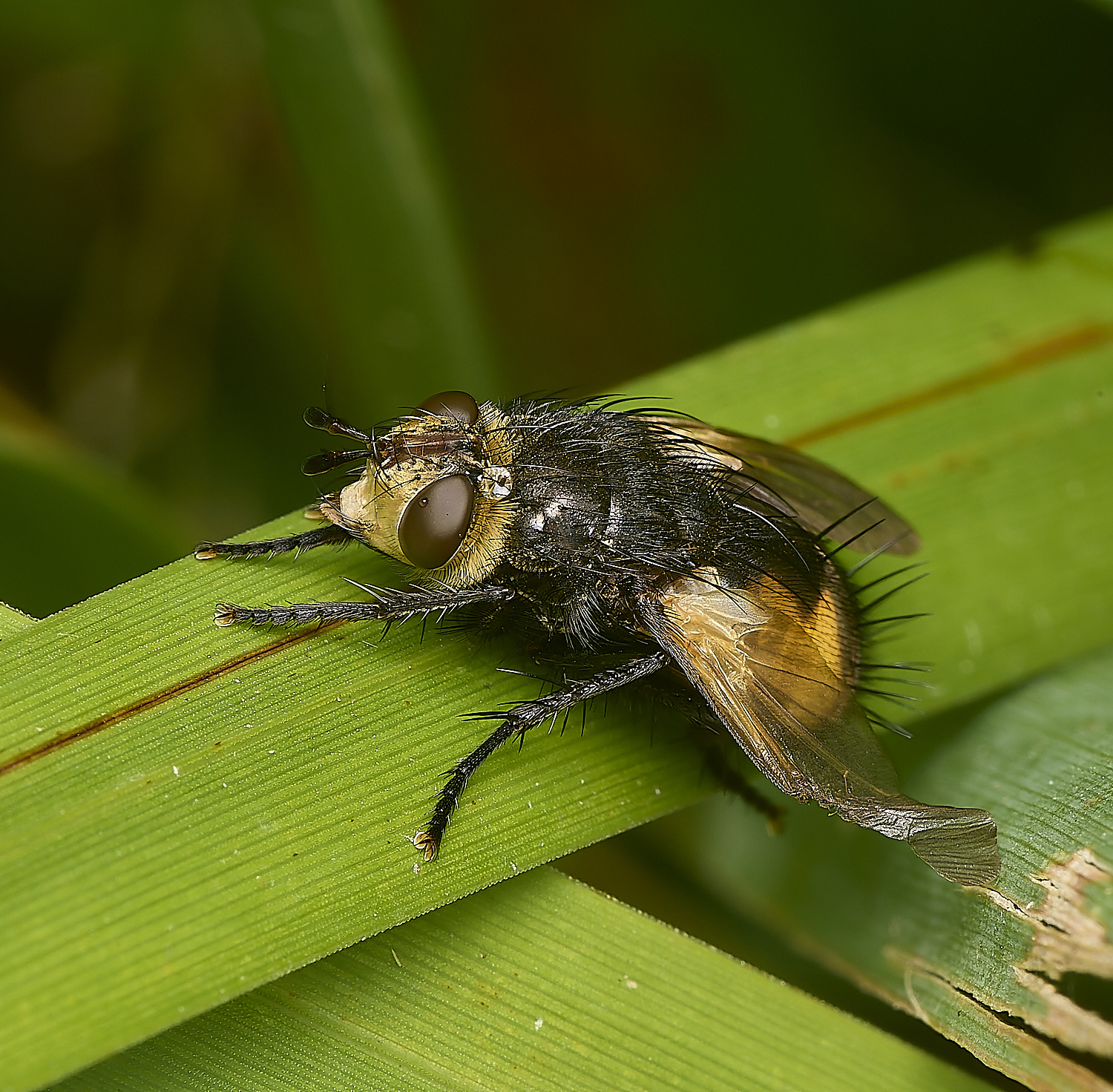 MartysMarshTachinid040824-3-NEF-