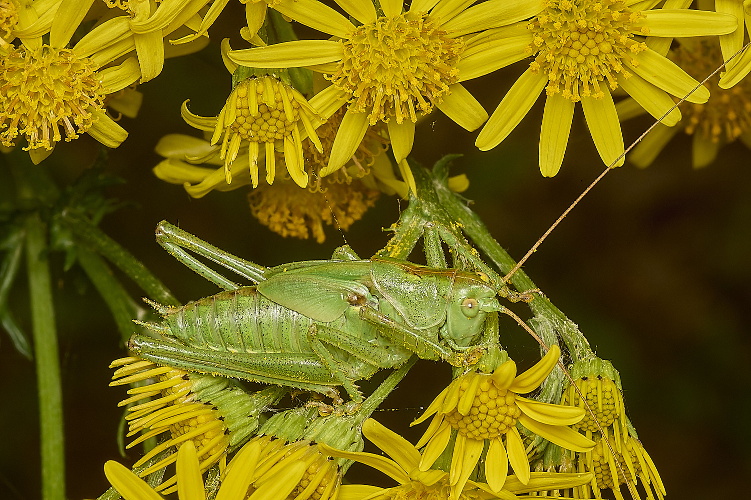 MinsmereBushCricket230724-1