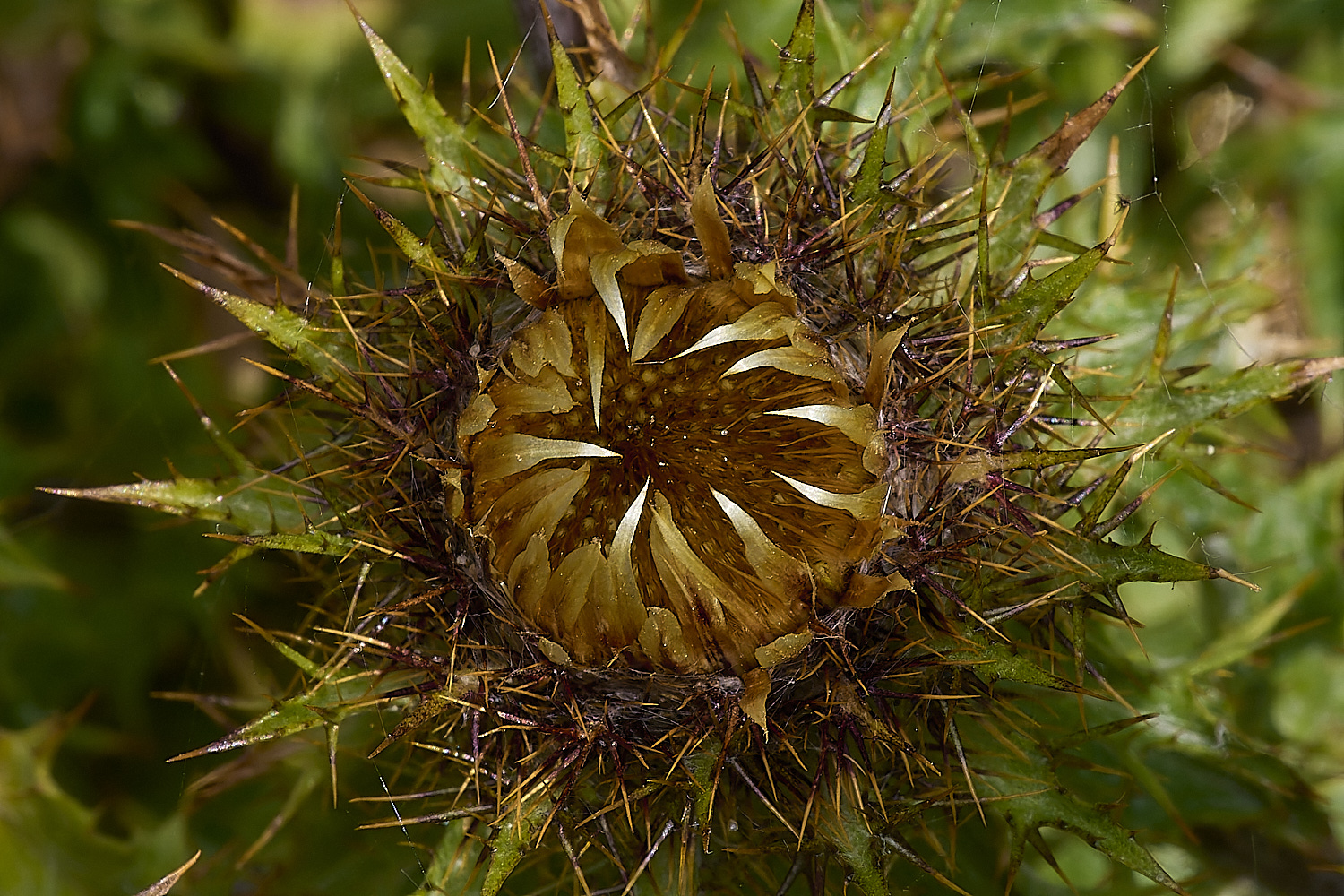 MinsmereCarlineThistle230724-1