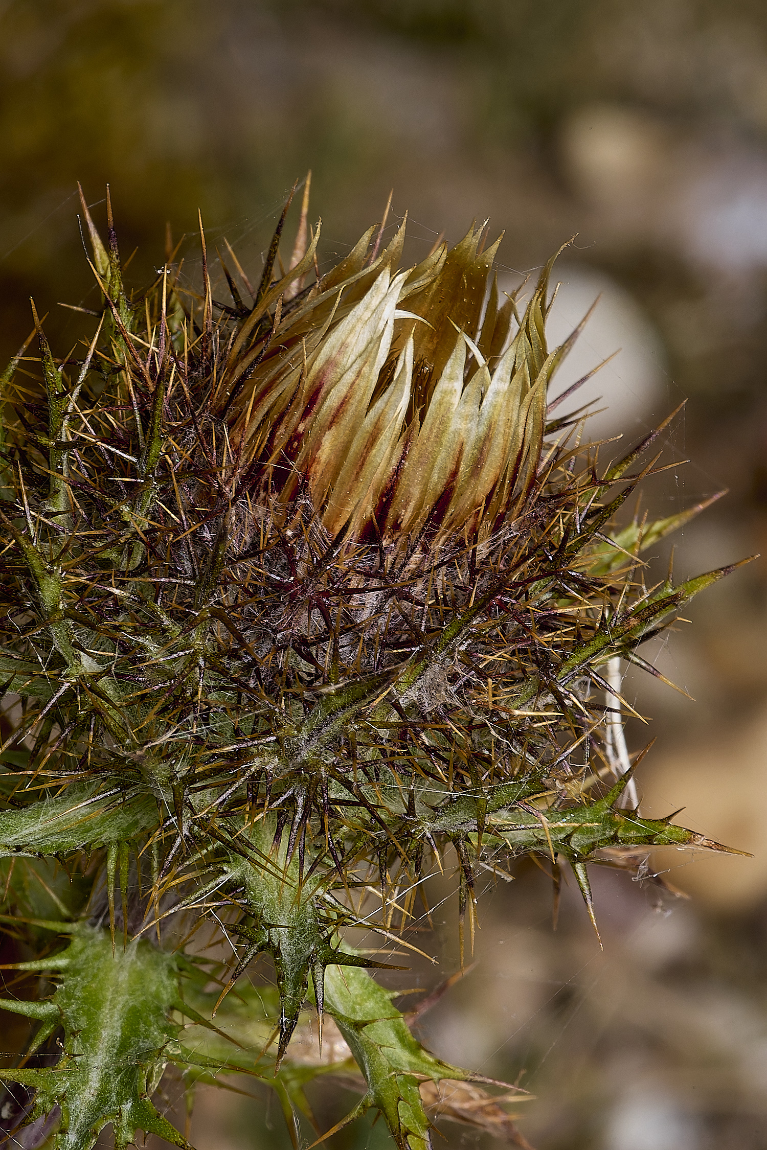 MinsmereCarlineThistle230724-2