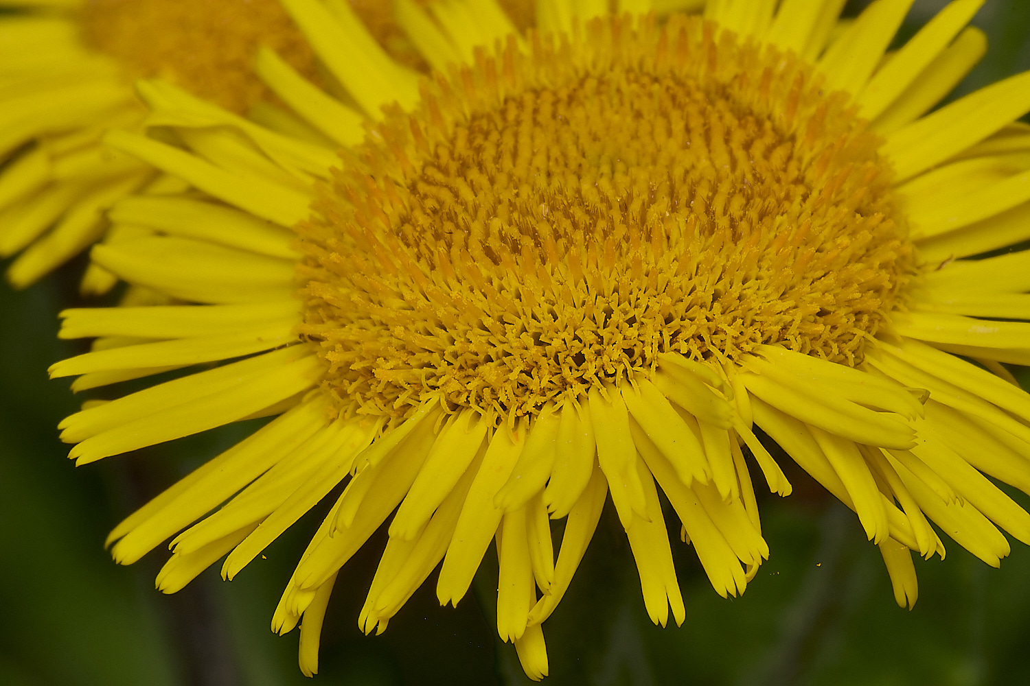 MinsmereFleabane230724-1