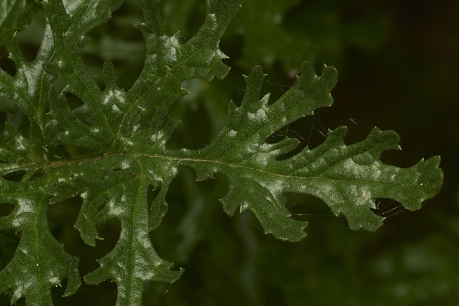 MinsmereRagwort230724-1