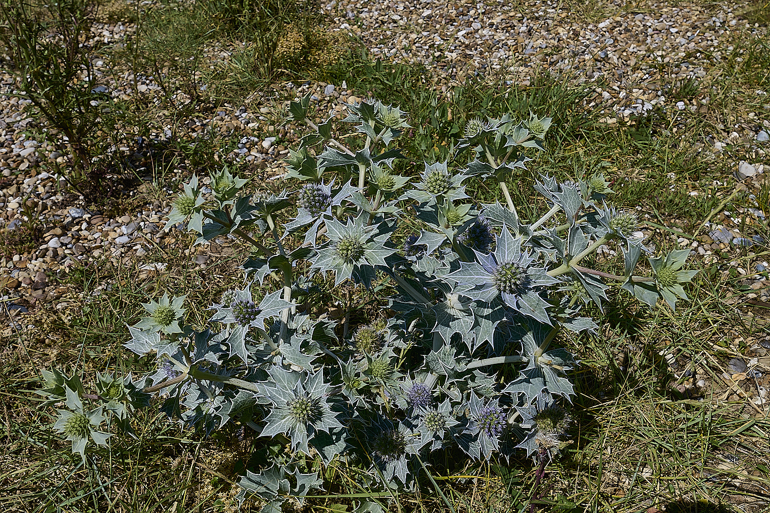 MinsmereSeaHolly230724-1