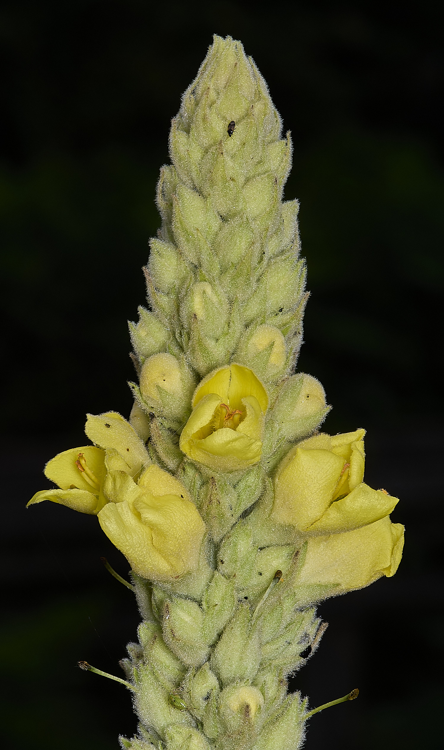 MinsmereVerbascum230724-1