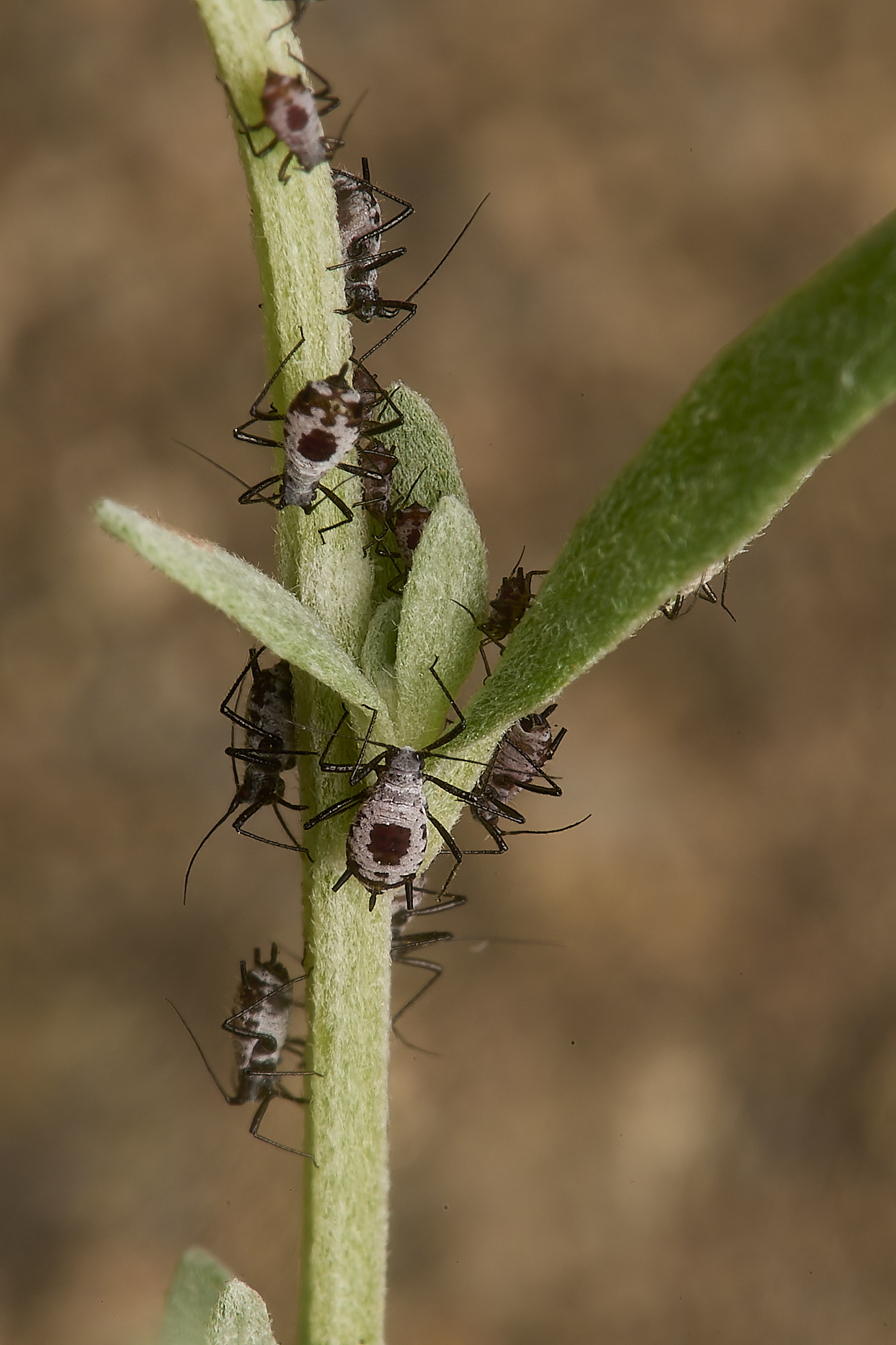 NorwichHerbalWormwoodAphid070824-1