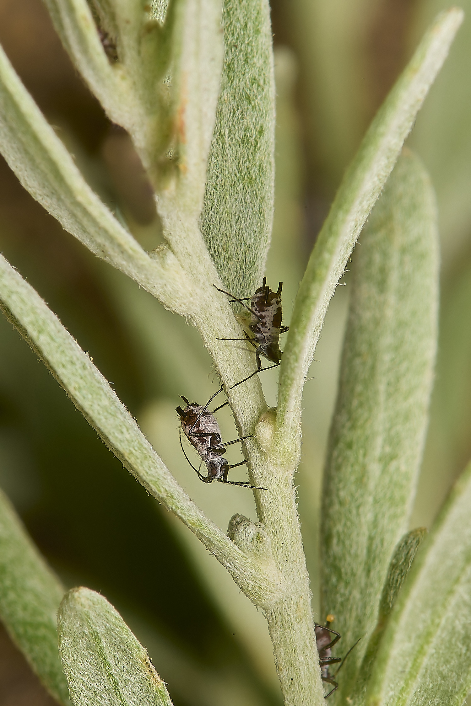 NorwichHerbalWormwoodAphid070824-3