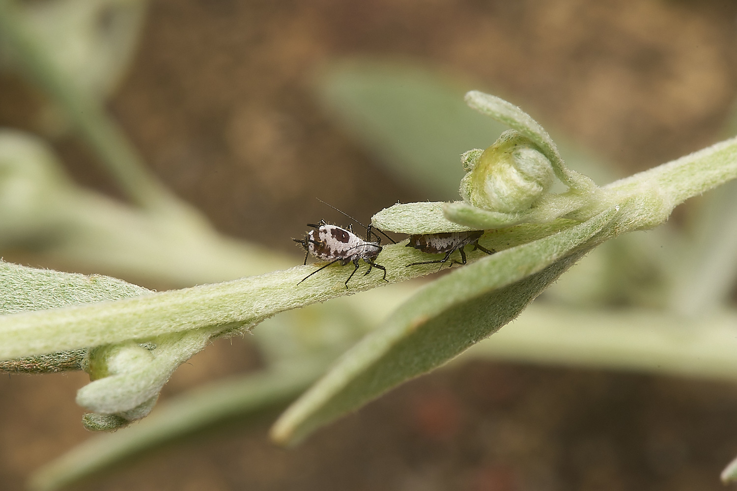 NorwichHerbalWormwoodAphid070824-4