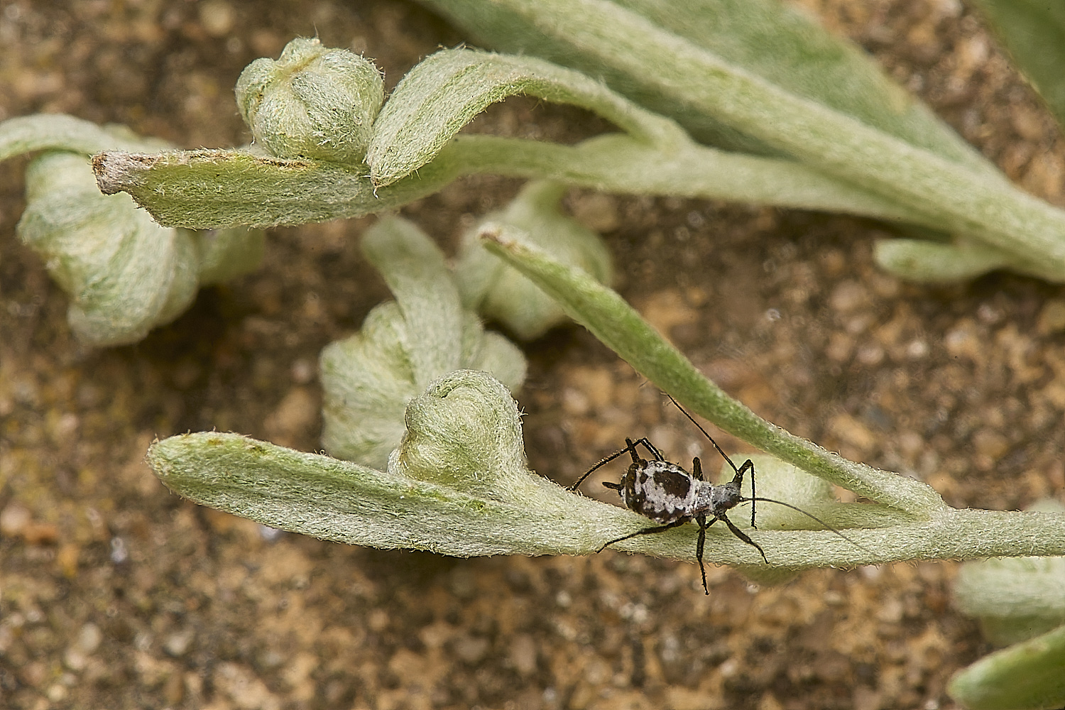 NorwichHerbalWormwoodAphid070824-5