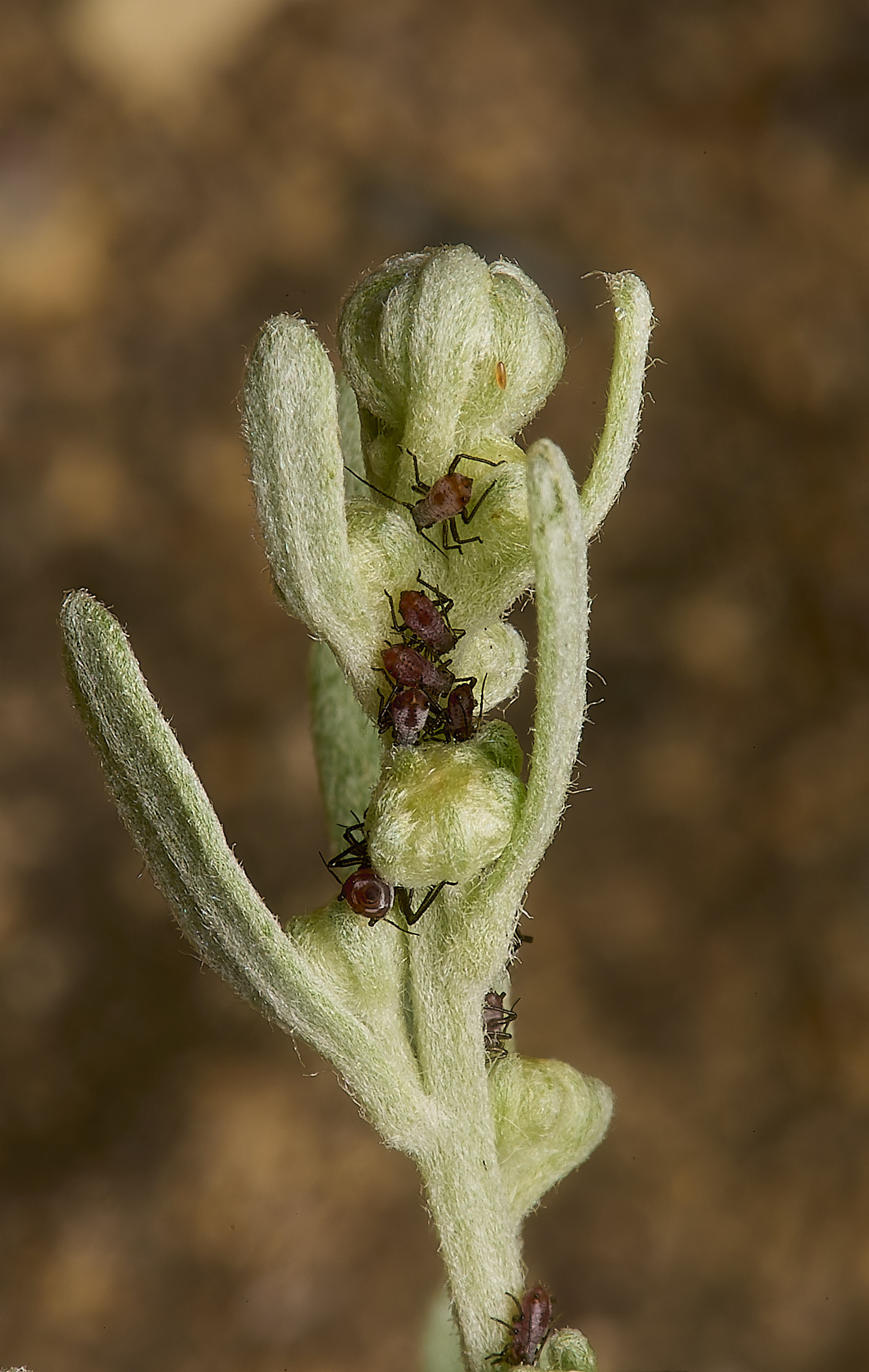 NorwichHerbalWormwoodAphid070824-6