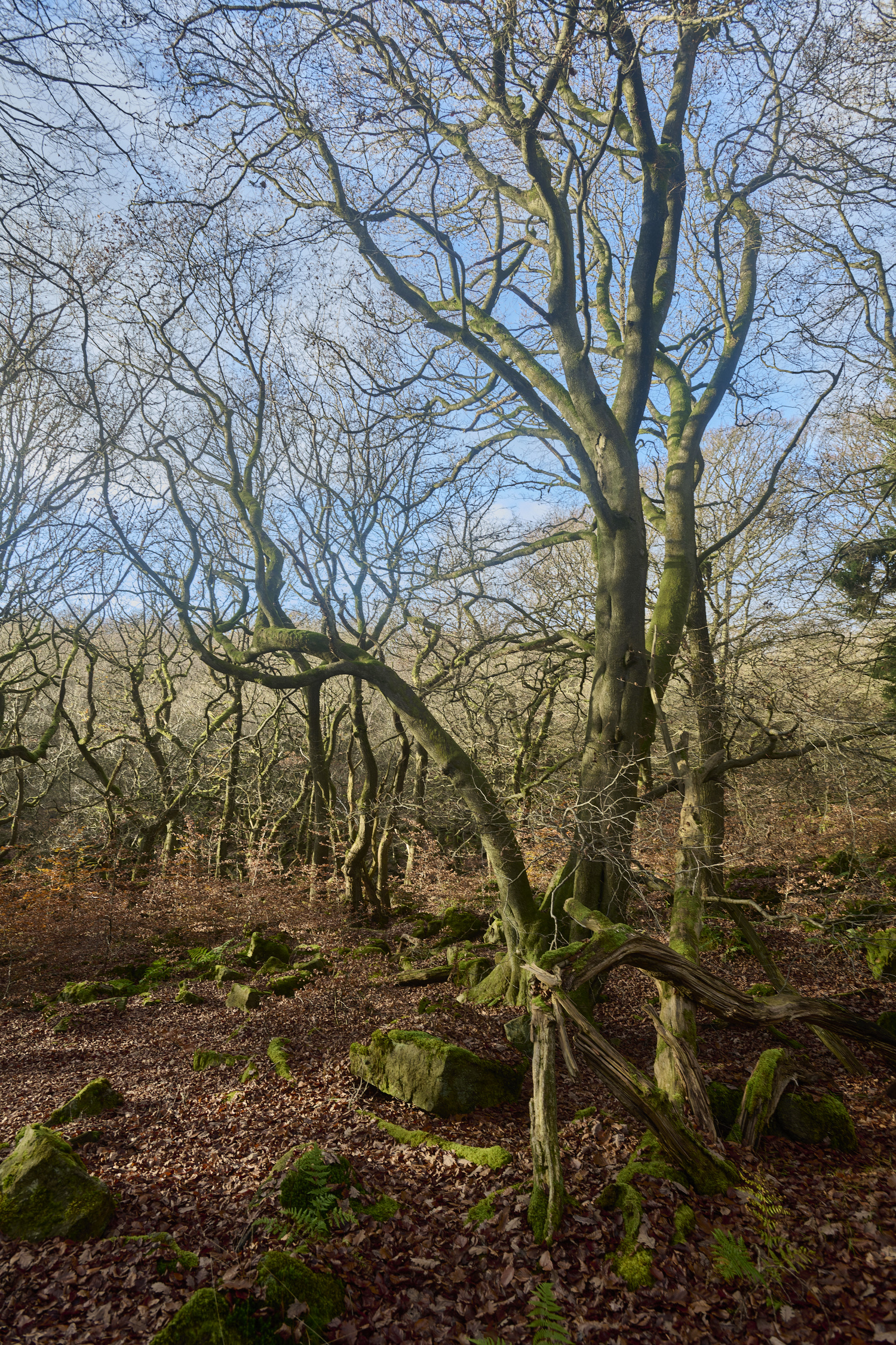 PadleyGorge141124-6