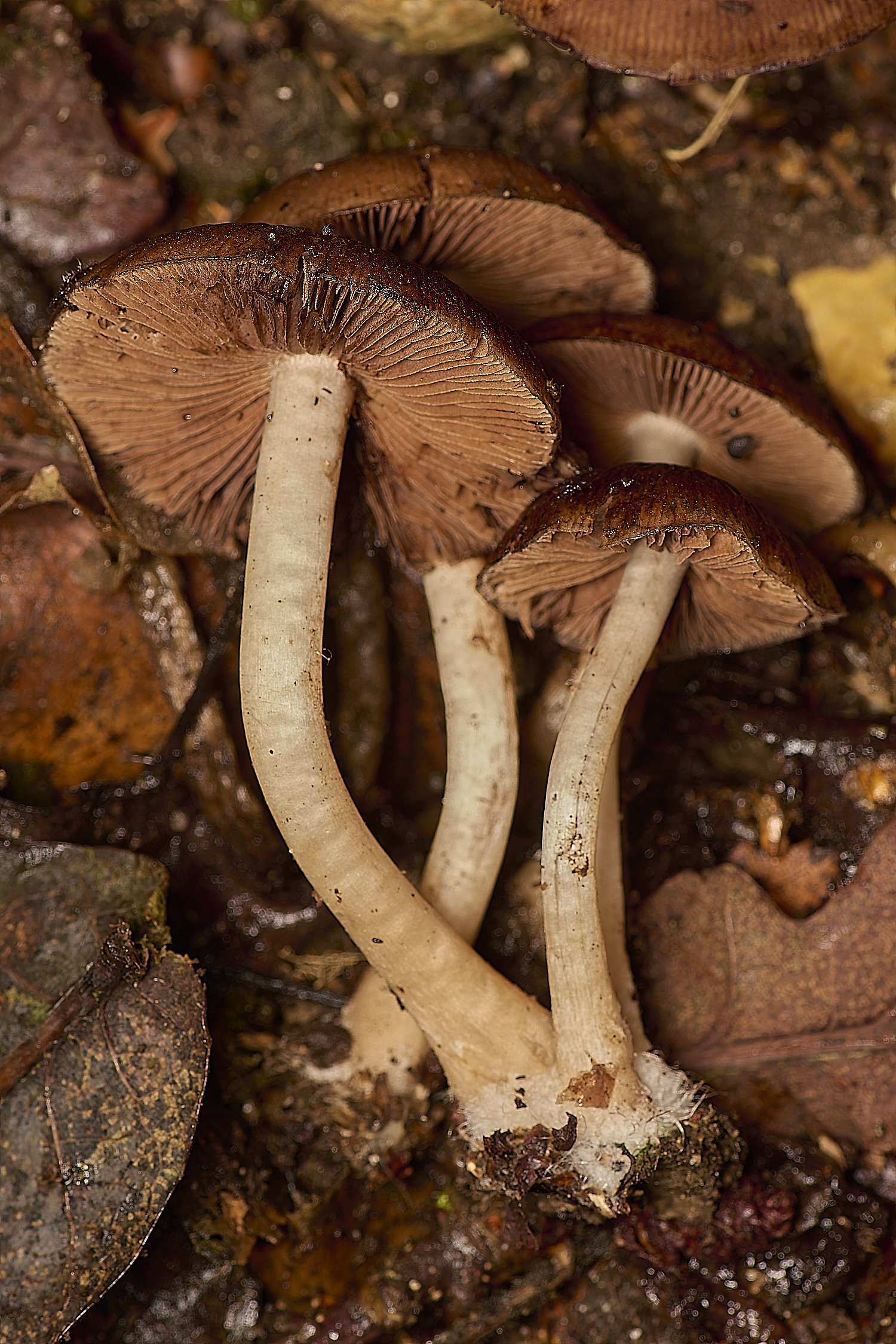 PostwickCommonStumpBrittlestem291224-2