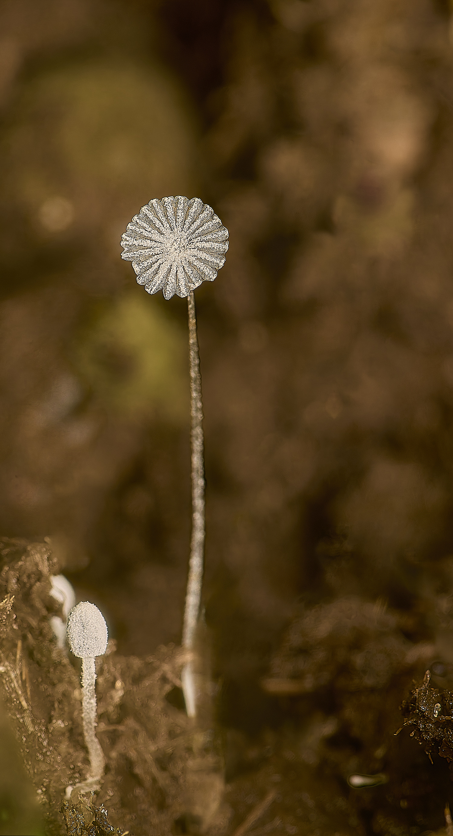 PostwickCoprinellus Sp291224-1