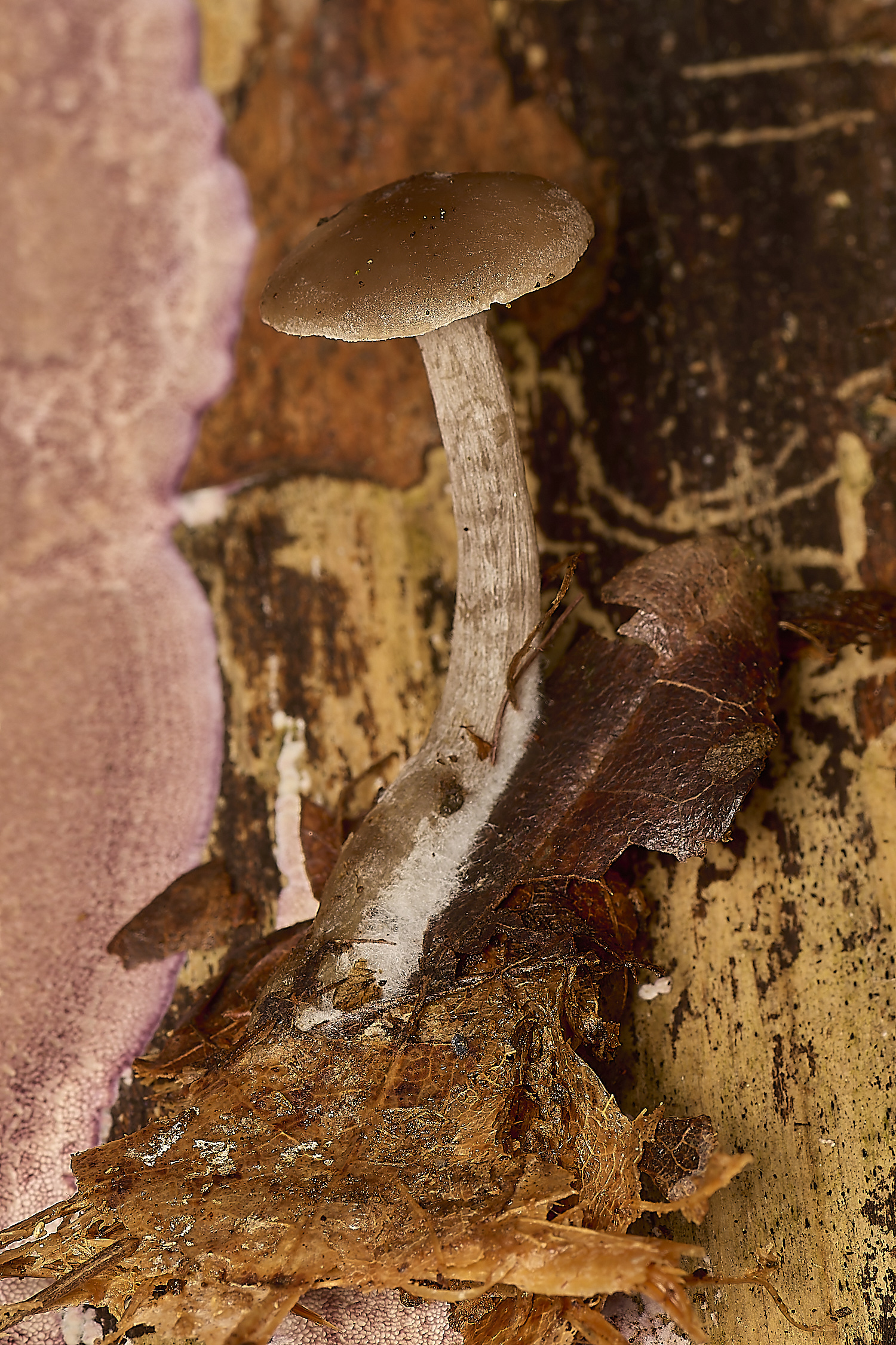 PostwickFungus291224-1