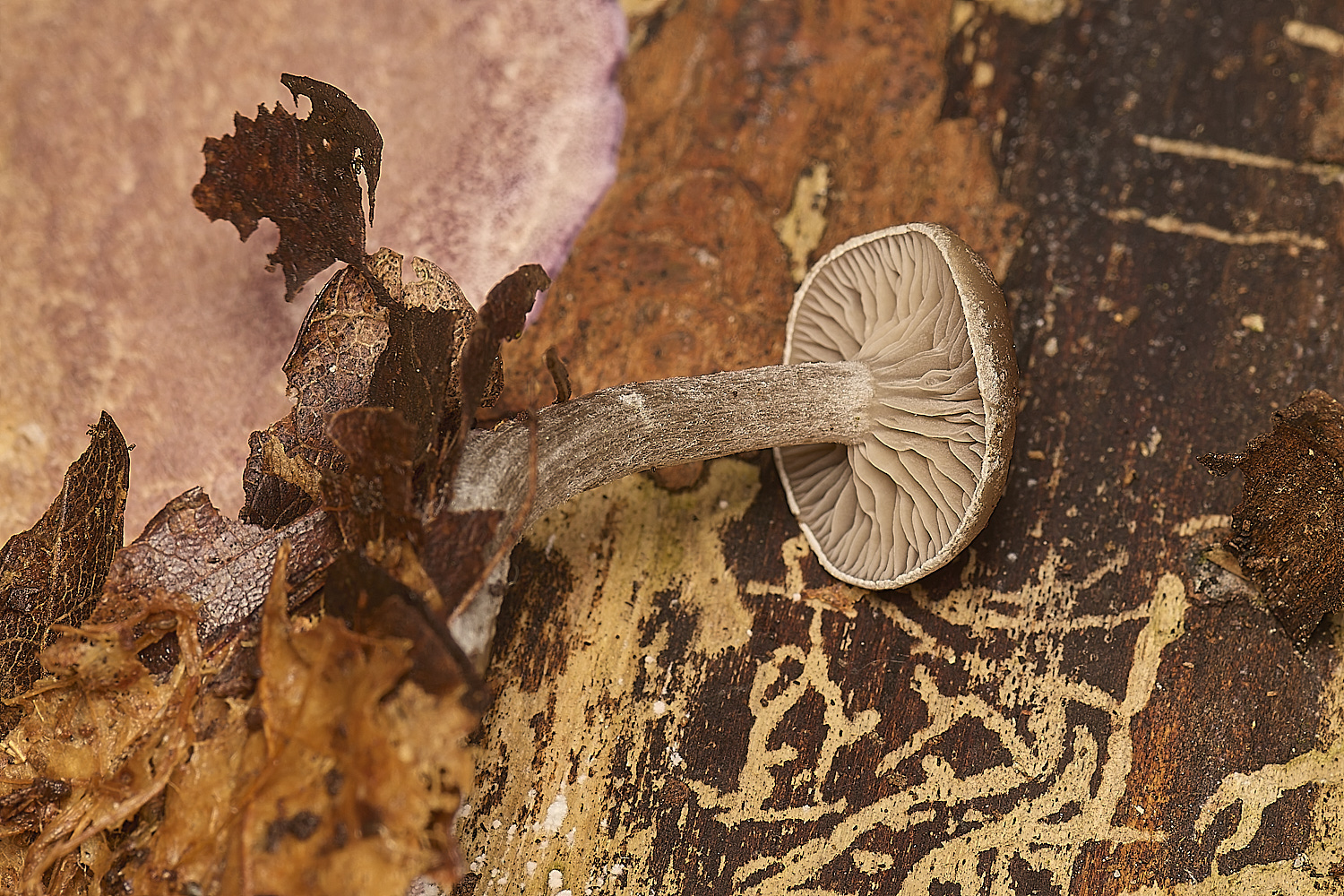 PostwickFungus291224-2