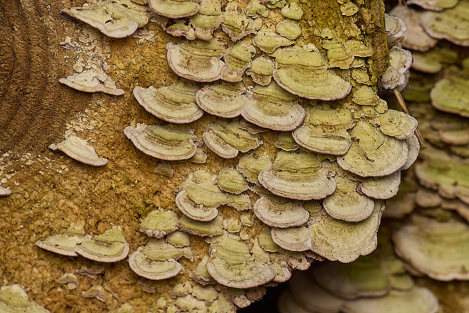 PostwickPurplePolypore291224-1