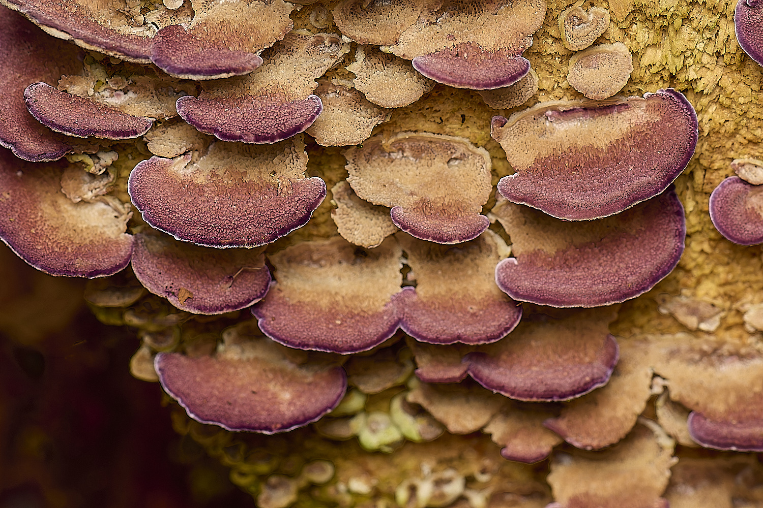 PostwickPurplePolypore291224-2