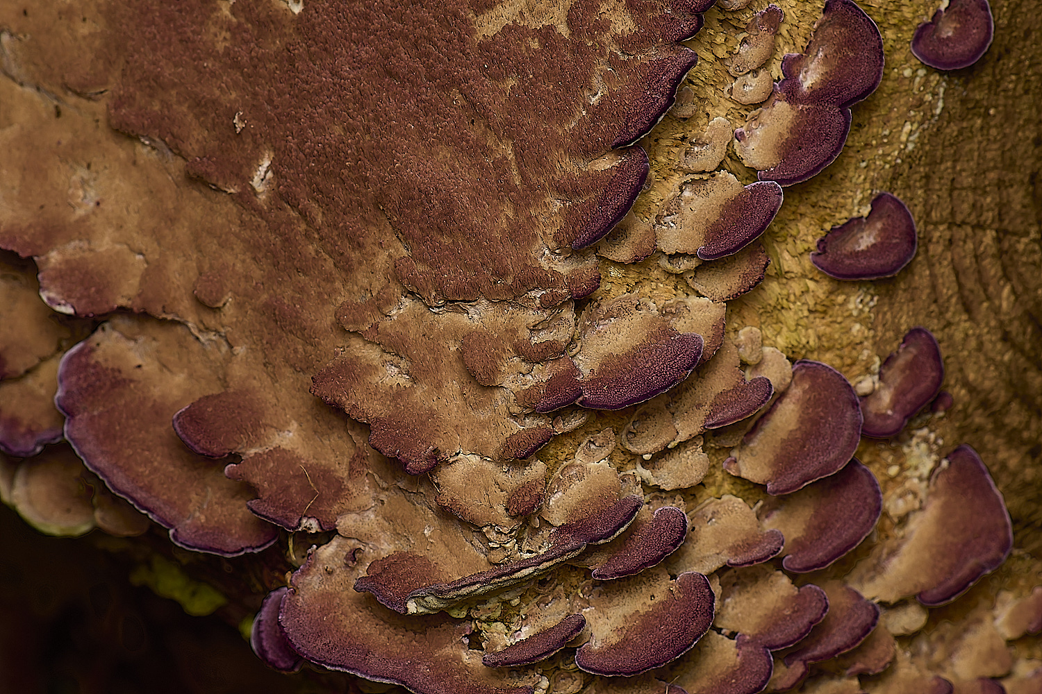 PostwickPurplePolypore291224-3