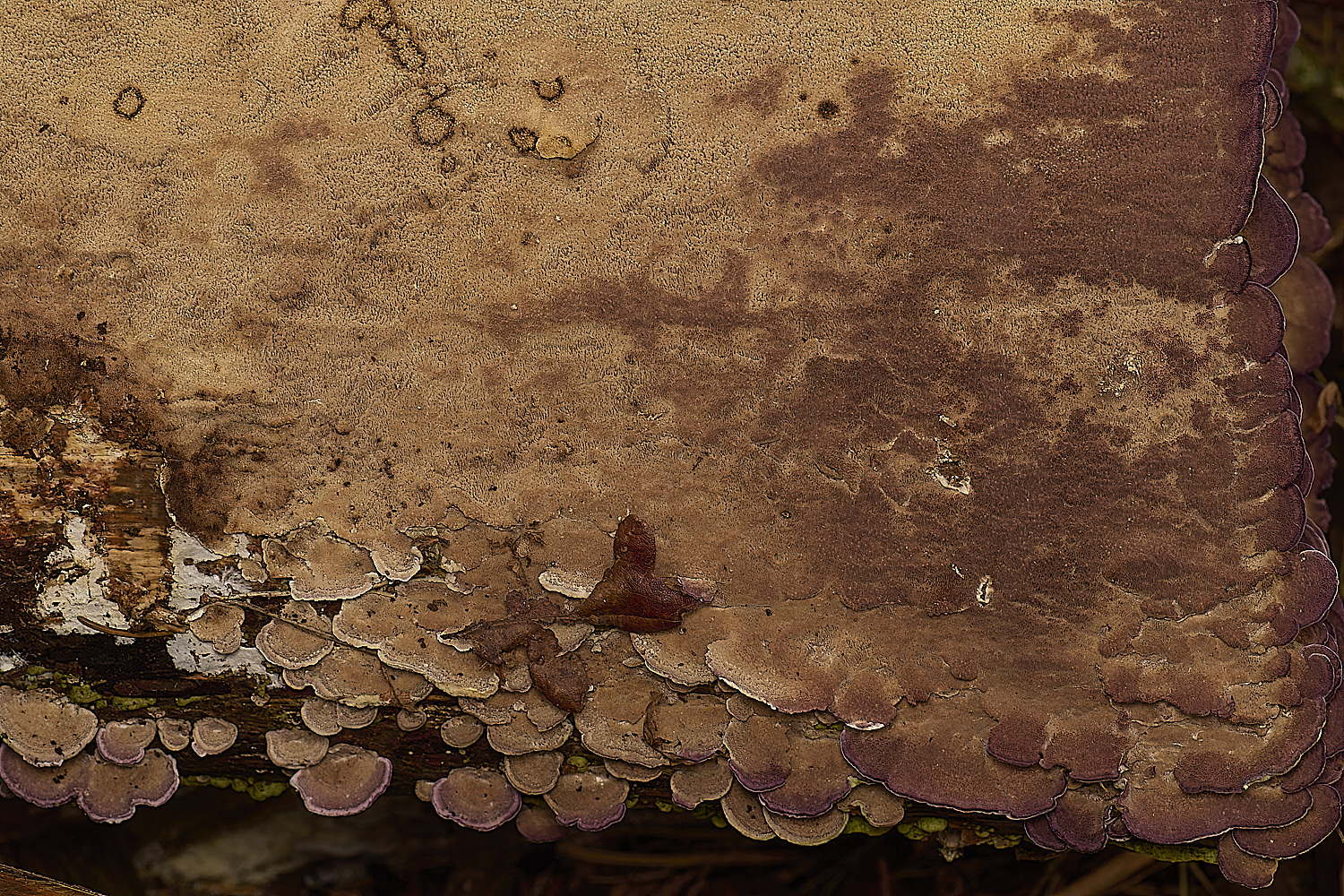 PostwickPurplePolypore291224-4