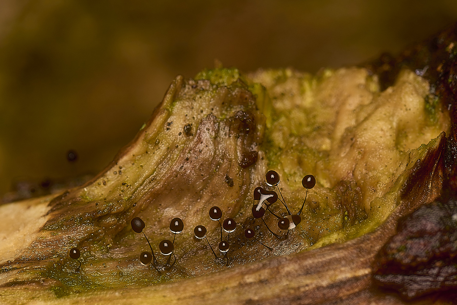 PostwickSlimeMold291224-2