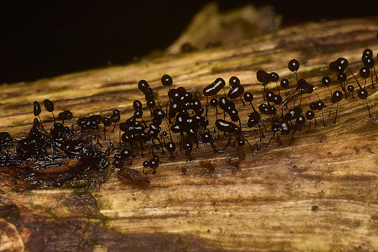 PostwickSlimeMold291224-5