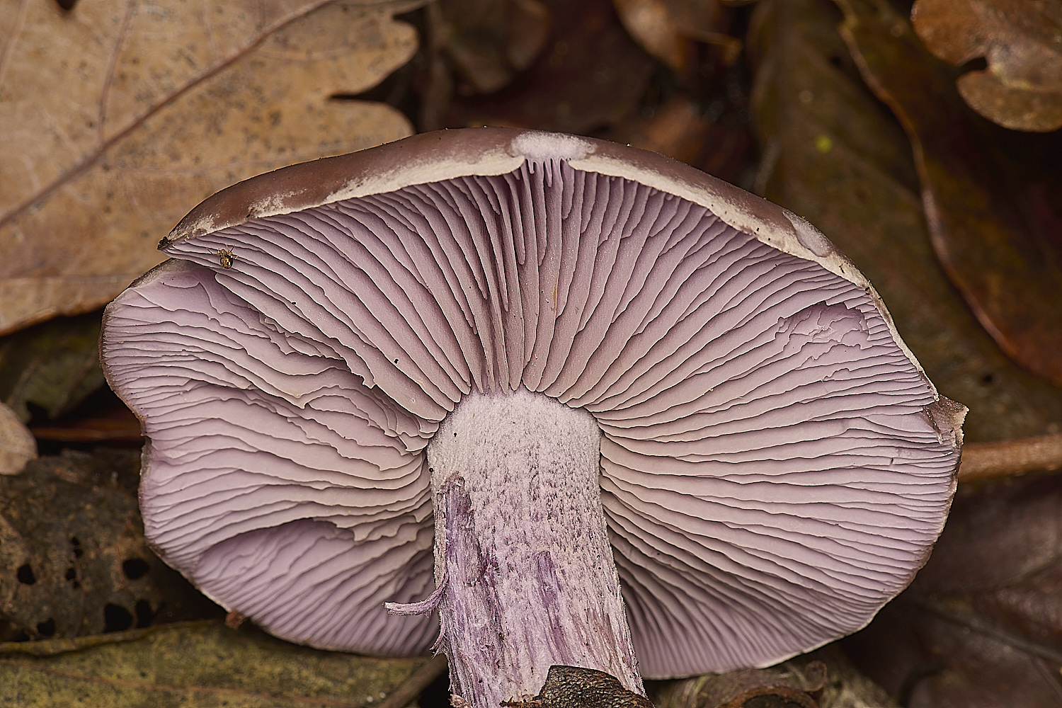 PostwickWoodBlewit291224-1