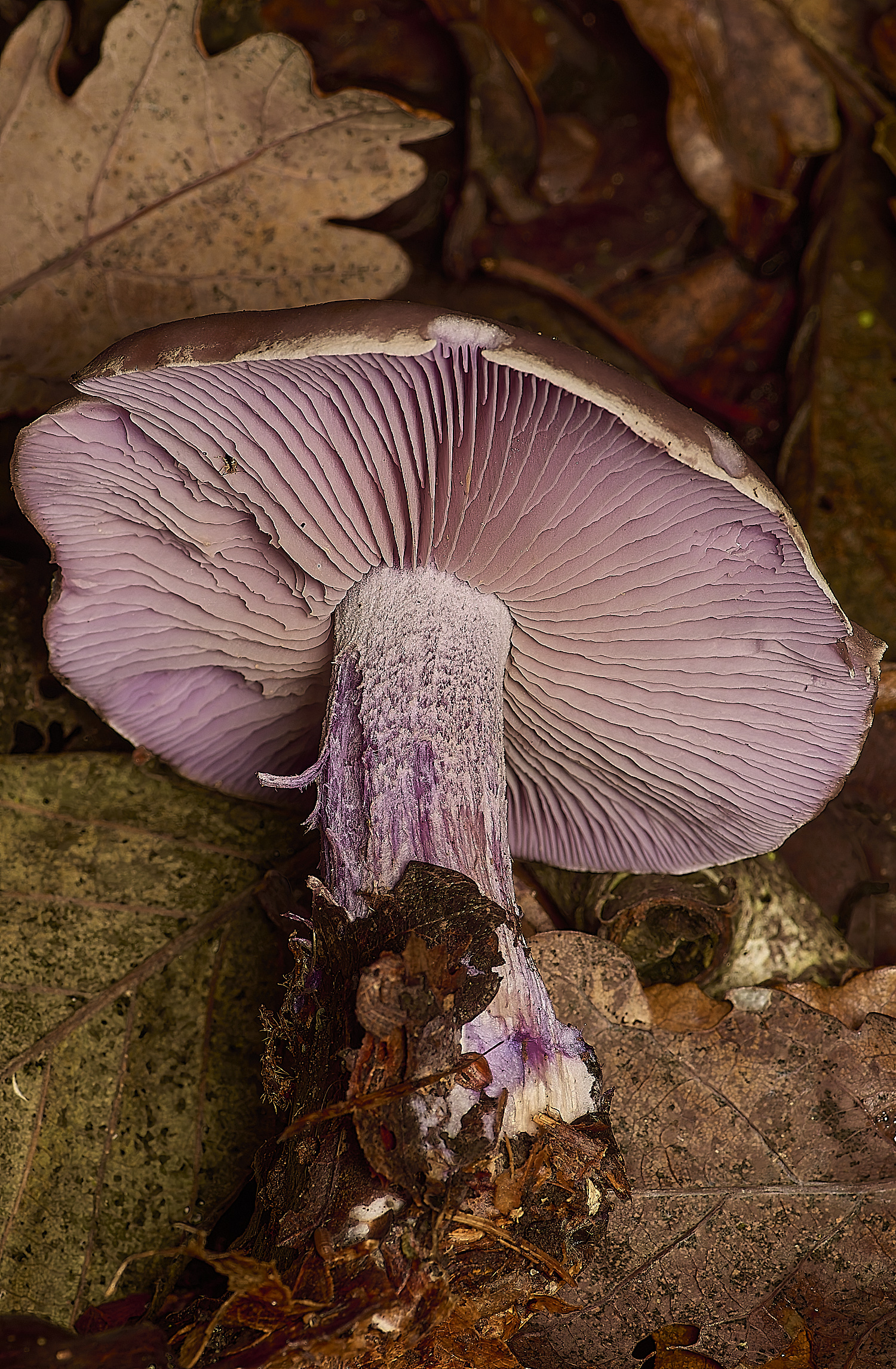 PostwickWoodBlewit291224-2