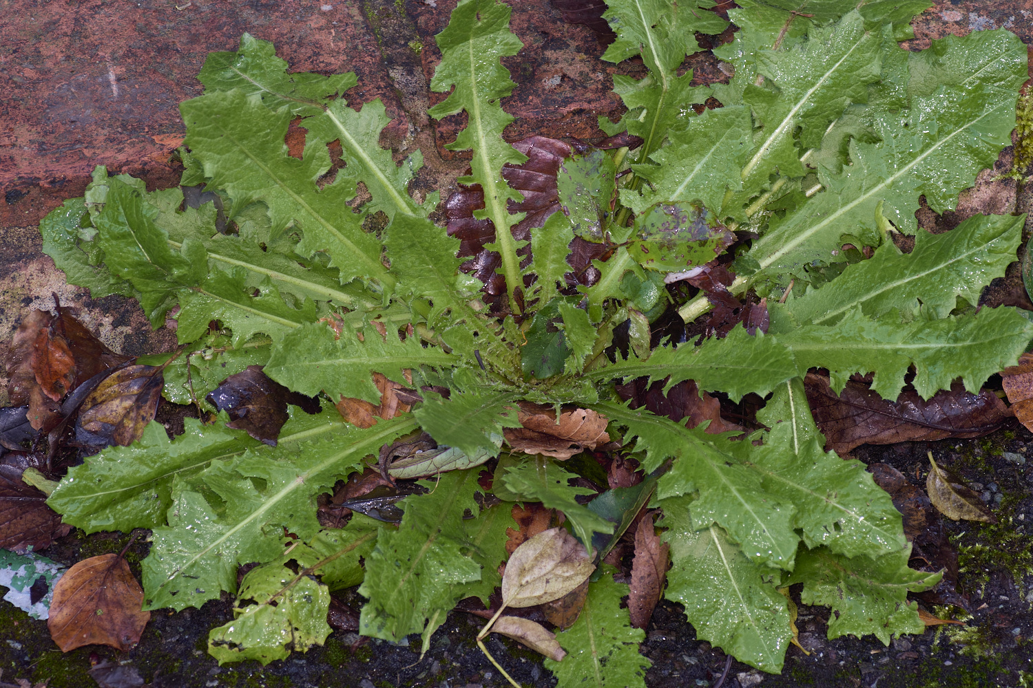 ShaftesburyDandelion281124-1