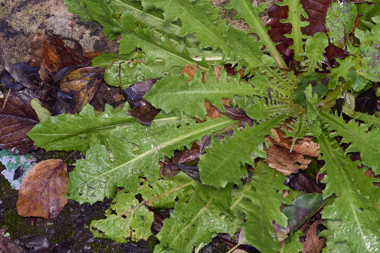 ShaftesburyDandelion281124-2