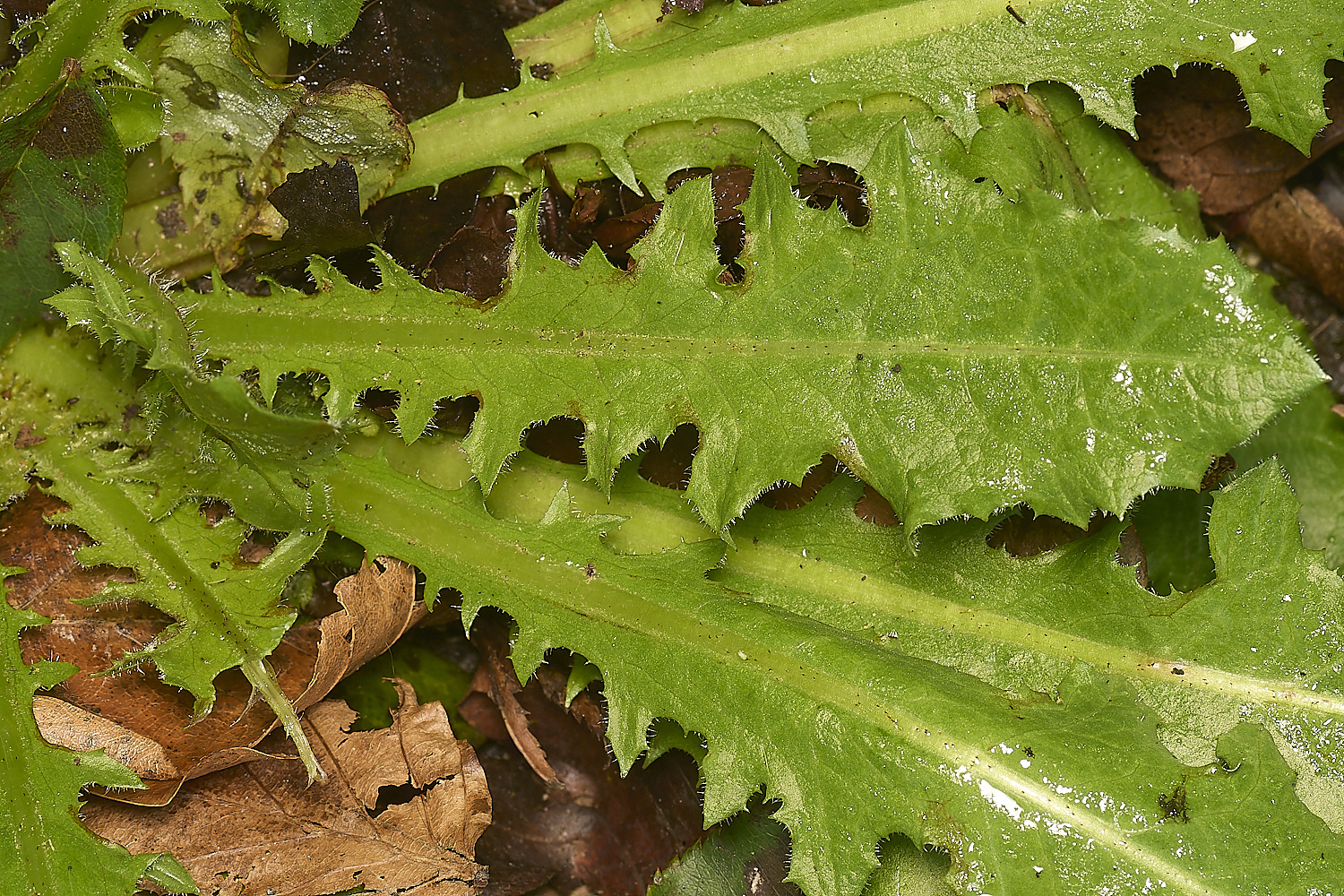 ShaftesburyDandelion281124-3