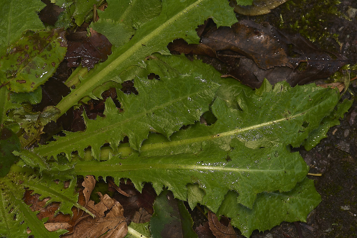 ShaftesburyDandelion281124-4