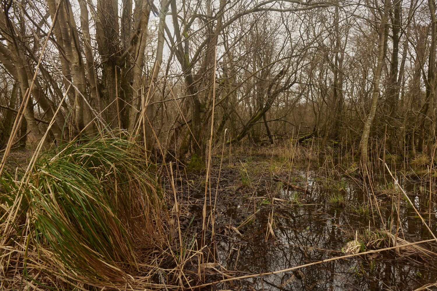 SmallburghFen110224-3