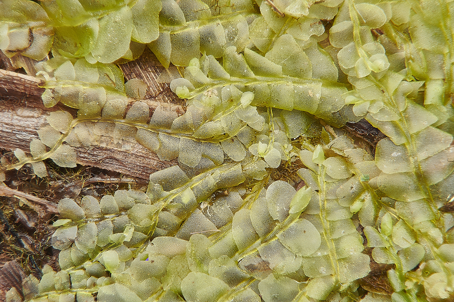 SmallburghFenCpallescens110224-1