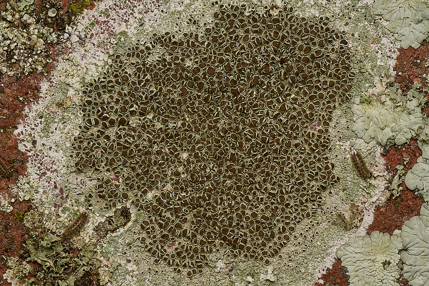 SouthwoldLichen10250724-1