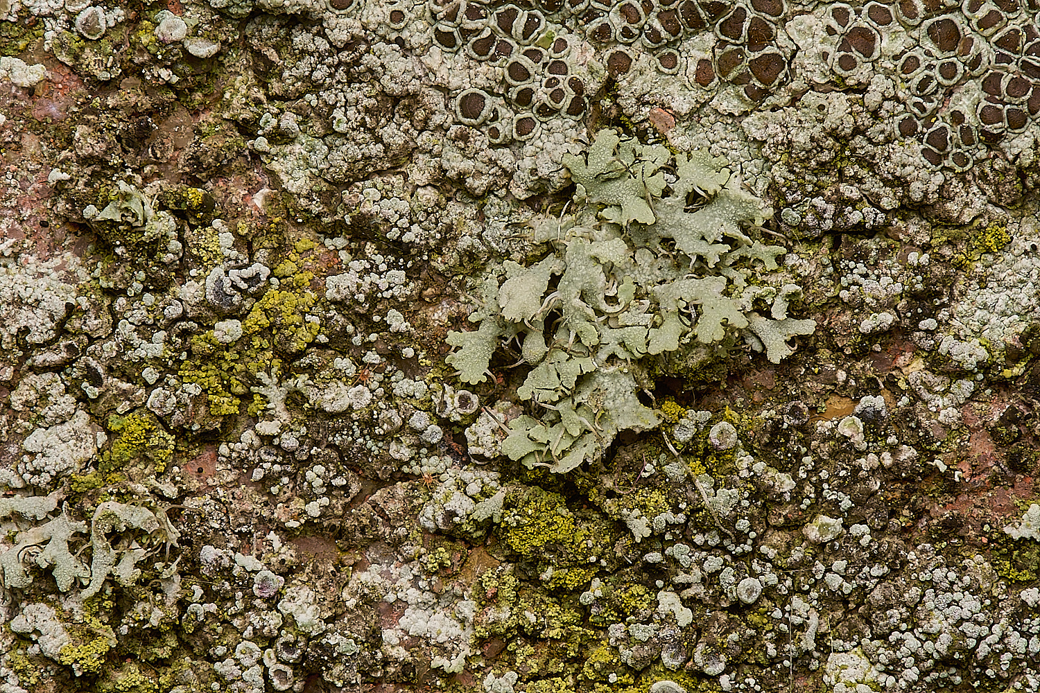 SouthwoldLichen11250724-1