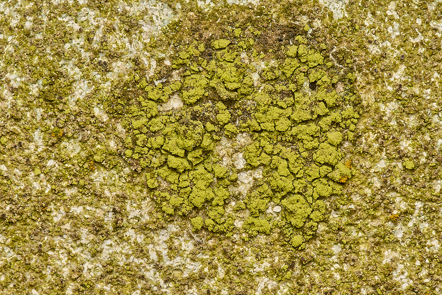 SouthwoldLichen250724-1