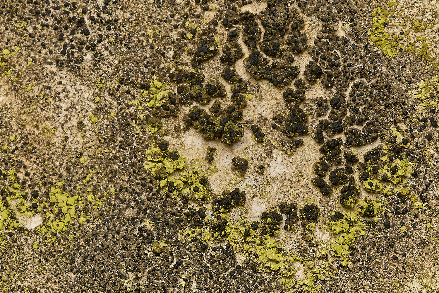 SouthwoldLichen3250724-1