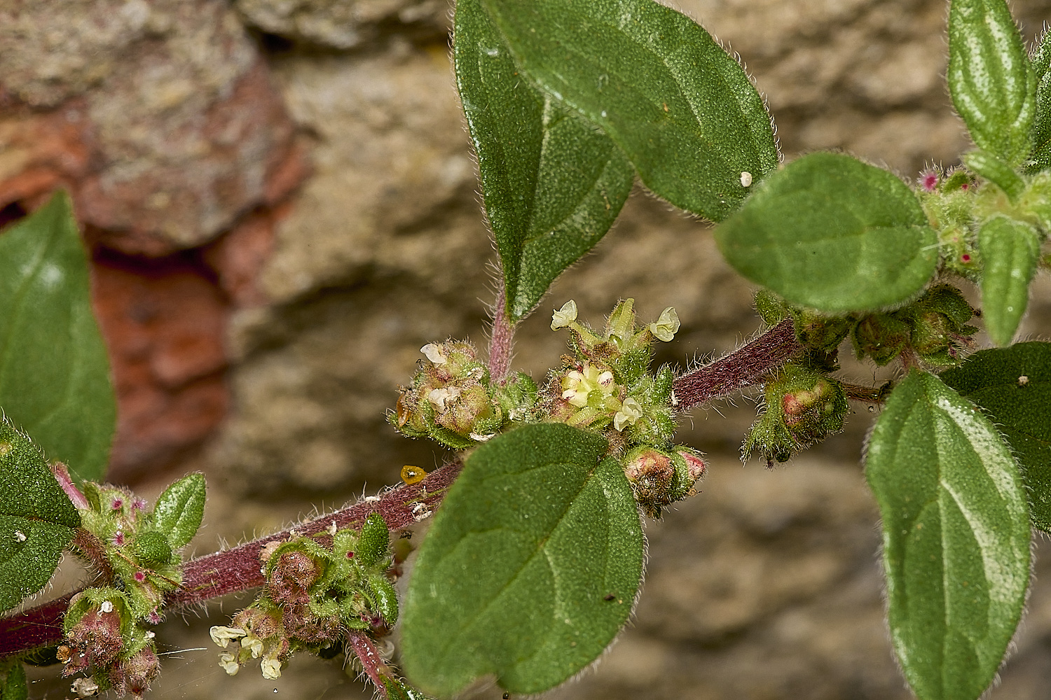 SouthwoldPellitory250724-3