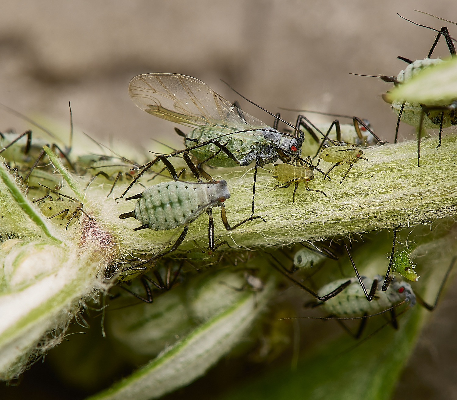 SouthwoldWormwoodAphid250724-1