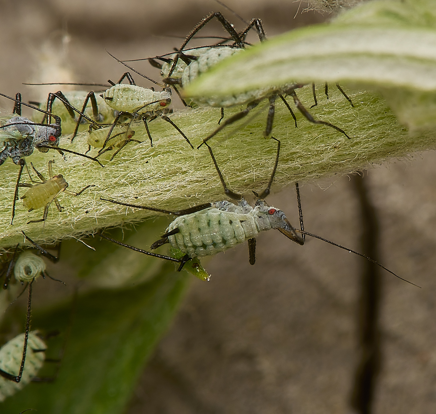 SouthwoldWormwoodAphid250724-2