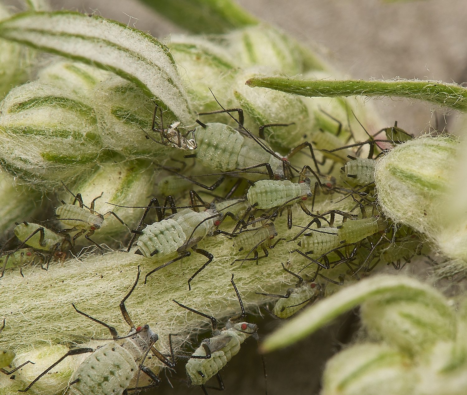 SouthwoldWormwoodAphid250724-5