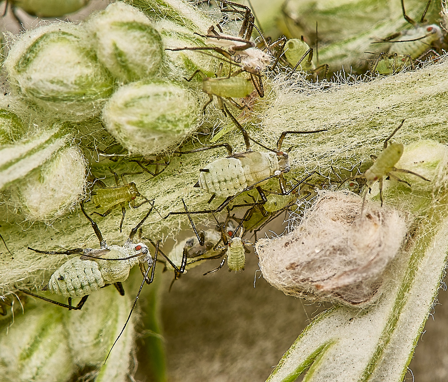 SouthwoldWormwoodAphid250724-7