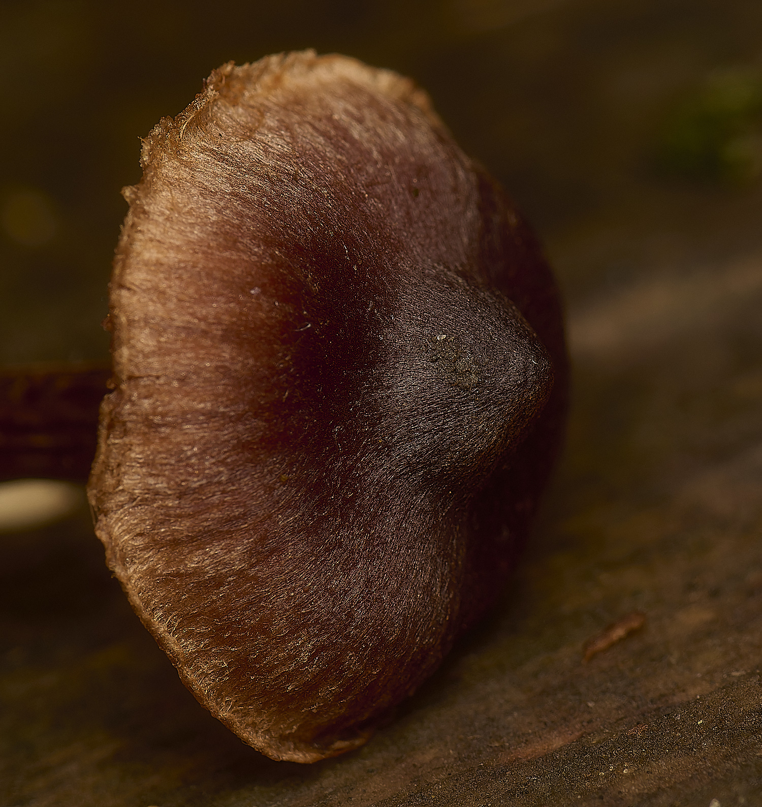 SporleWoodCortinarius021124-1