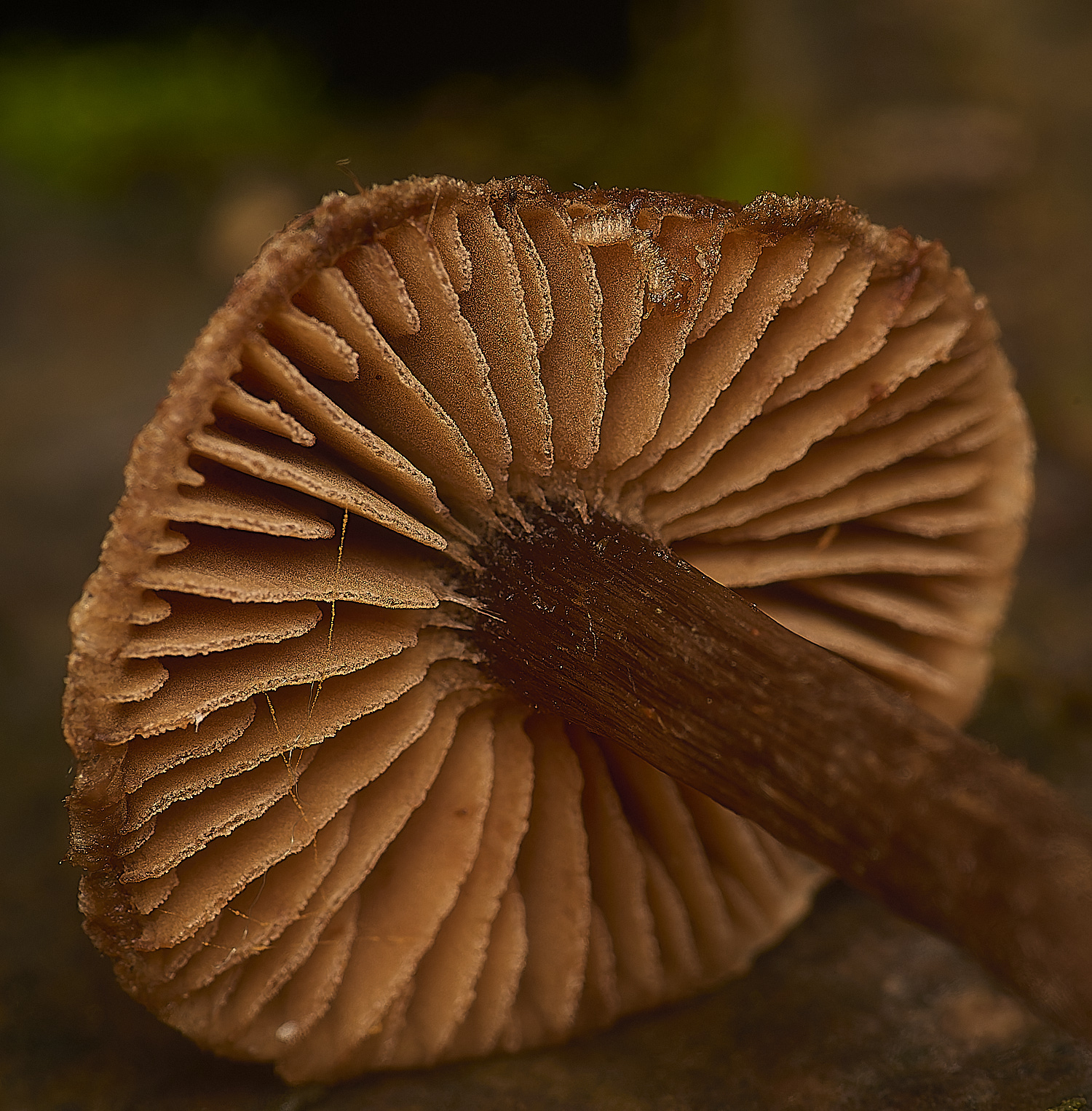 SporleWoodCortinarius021124-2