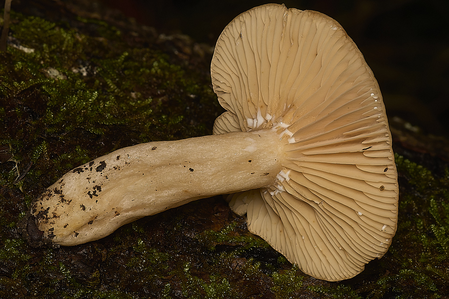 SporleWoodFieryMilkcap021124-1