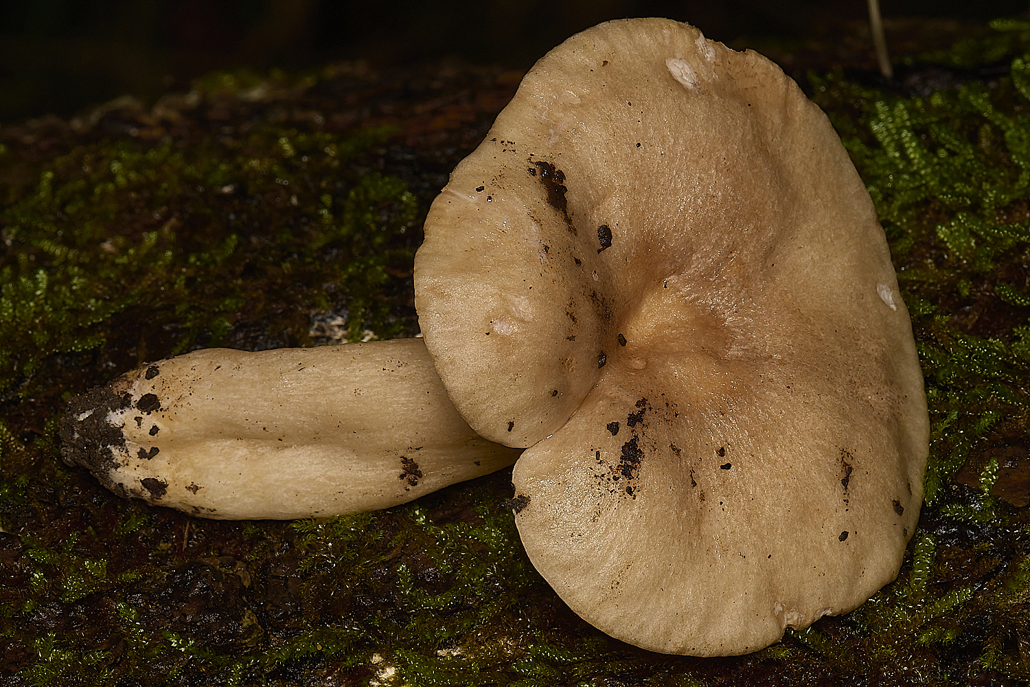 SporleWoodFieryMilkcap021124-2