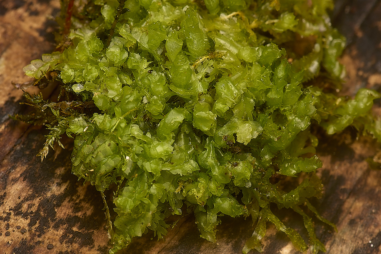 SporleWoodLophocolea021124-1