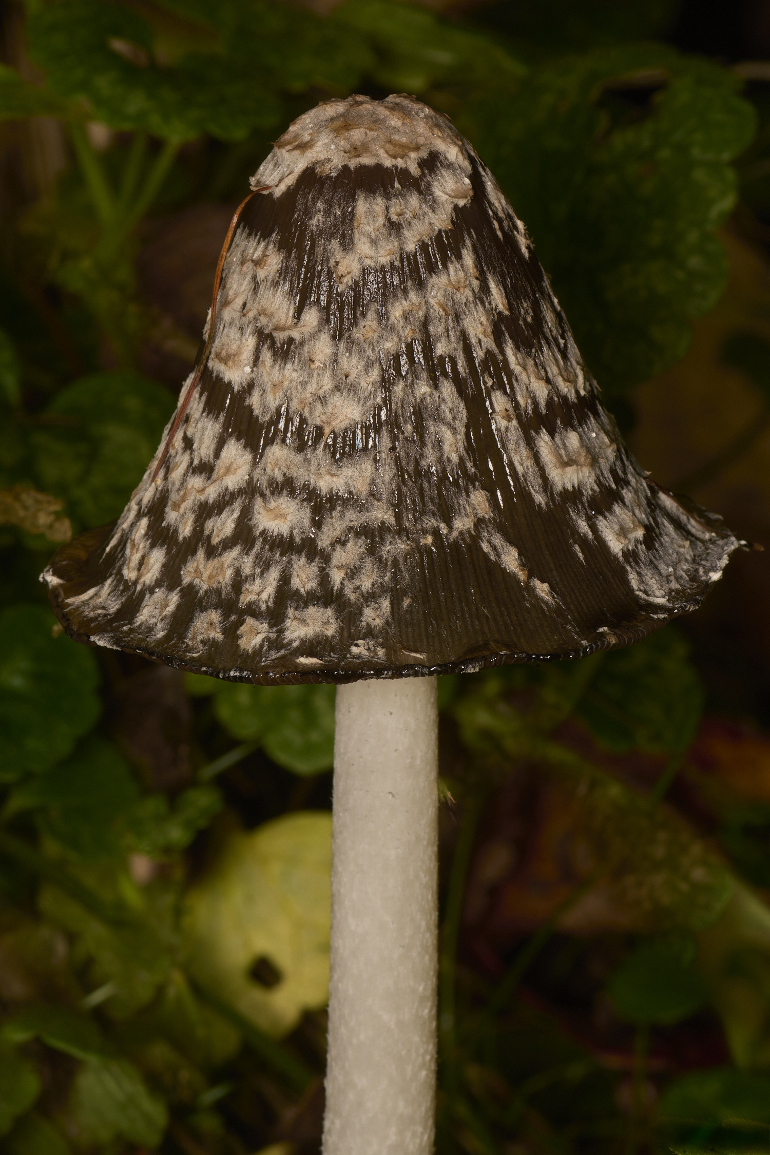 SporleWoodMagpieInkcap021124-1