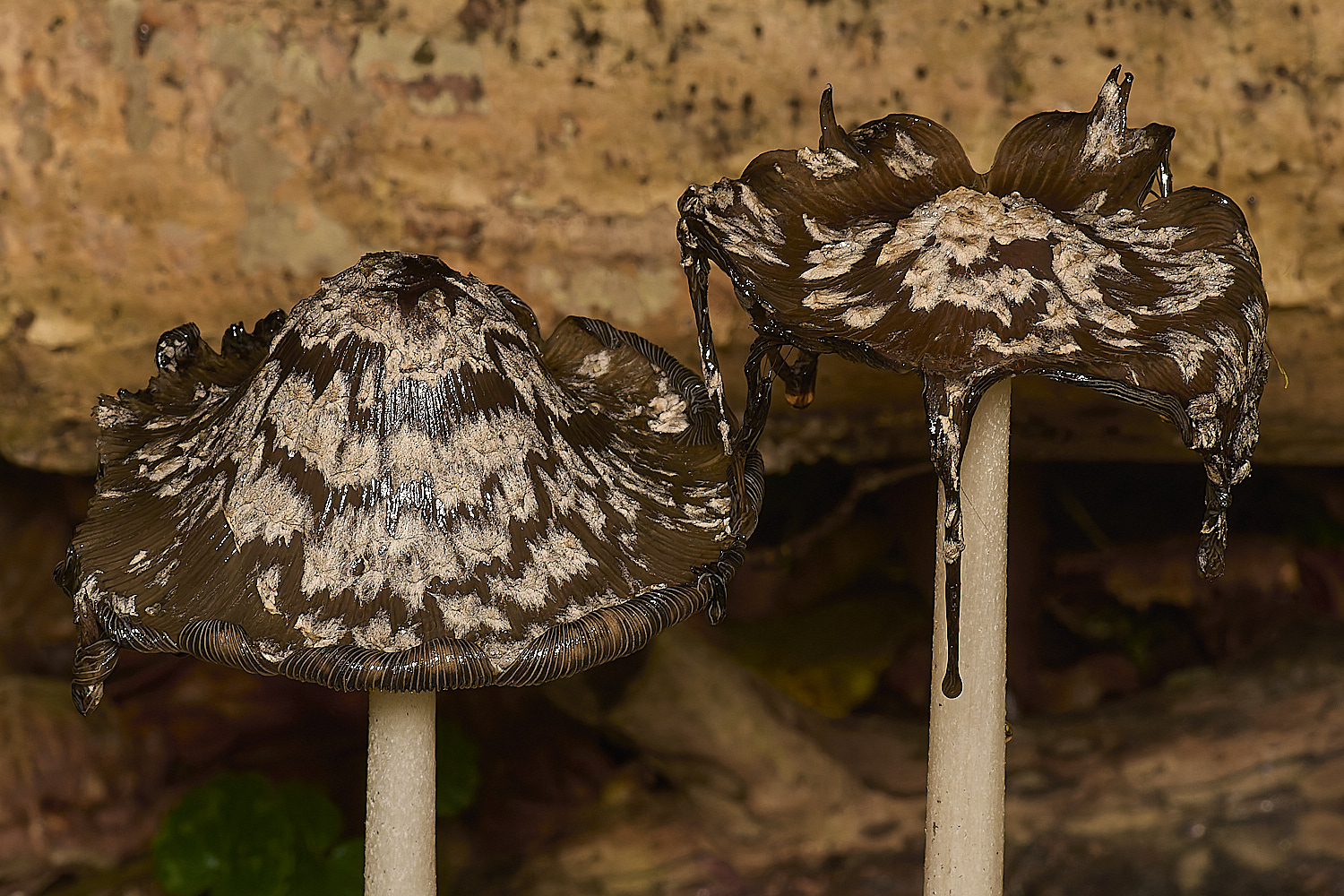 SporleWoodMagpieInkcap021124-2